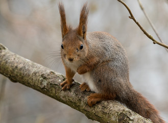 Naklejka na ściany i meble Cute young red squirrel sitting on tree branch with one lifted front leg
