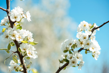 Beautiful cherry blossoms with blue sky. Spring.