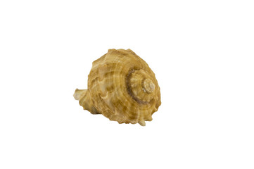 Seashell. Isolated on white background.