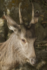 This picture shows am image of  Sambar deer, feeding on a grass