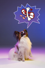 Fototapeta na wymiar Studio portrait of a small yawning puppy Papillon