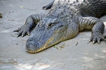 alligator