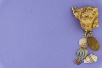 Large and small seashells on a lilac background.