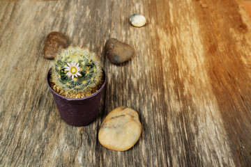 Cactus