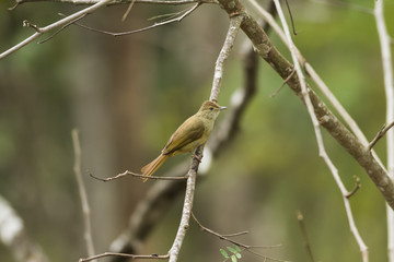 Yellow birds looking for preys nearby a jungle