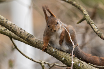 Naklejka na ściany i meble Cute young red squirrel gets a twig in its eye