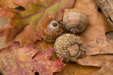 Acorns and Fall Leaves
