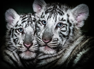 white tiger portrait