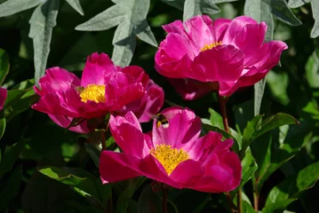 Papier peint photo Pivoines Pivoines roses au jardin au printemps  © JFBRUNEAU