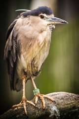 night heron