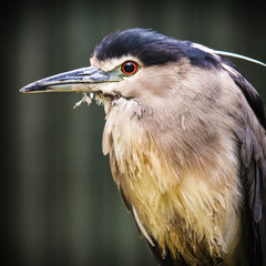 night heron