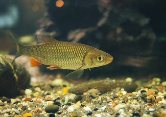 small roaches in the home aquarium