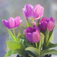 Beautiful tulips in a pot against the window, filled with spring diffused light in the background