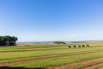 Race Horses Grooms Training Landscape