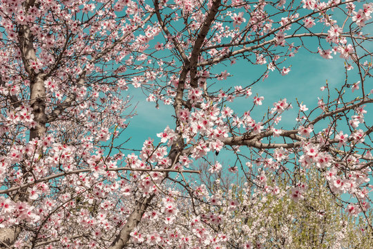 Almond trees in bloom in Spain