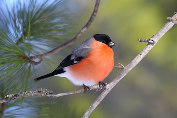 Nucifraga caryocatactes. Nutcracker feeds on nuts