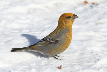 Pinicola enucleator. The female birds on the white snow
