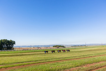 Naklejka premium Race Horses Grooms Training Landscape