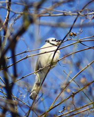 Blue-jay perched high atop a tree in a warm morning sun, with bright blue skies at background.