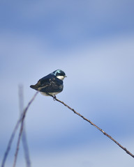 Blue Barn Swallow perched on a thin branch with bright blue sky at background.