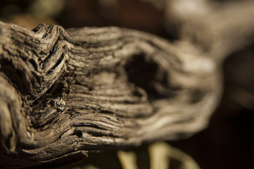 naturaleza muerta