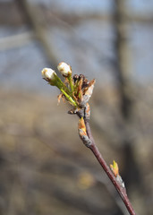 Box elder tree buds blooming in a warm morning sun, with soft  natural tones at the background.