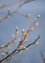 Box elder tree buds blooming in a warm morning sun, with soft  natural tones at the background.