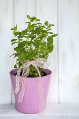 Fresh mint herb in a pink pot on a white wooden background 