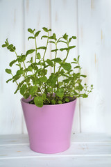 Fresh mint herb in a pink pot on a white wooden background 