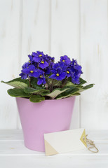 african violet pot  flowers with message card on a white wooden background