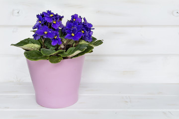 african violet pot  flowers with message card on a white wooden background