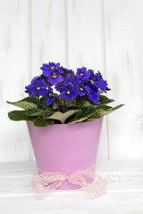Fototapeta na wymiar african violet pot flowers with message card on a white wooden background