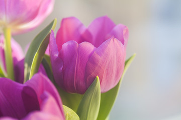 Obraz premium Beautiful tulips in a pot against the window, filled with spring diffused light in the background
