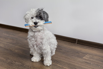cute dog with comb in the mouth 