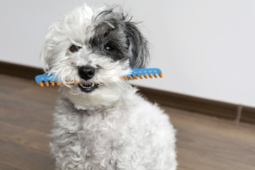 cute dog with comb in the mouth 