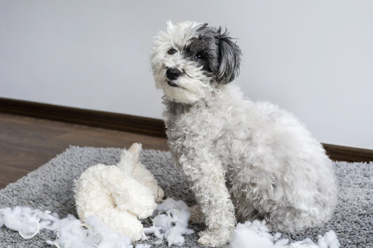 white poodle dog destroyed a  plush toy 