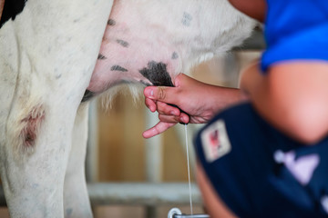 Milking cow by hand, Milking of a cow.