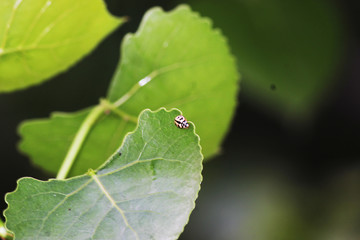 leaves insects