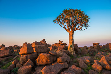 The quiver tree, or aloe dichotoma, Keetmanshoop, Namibia