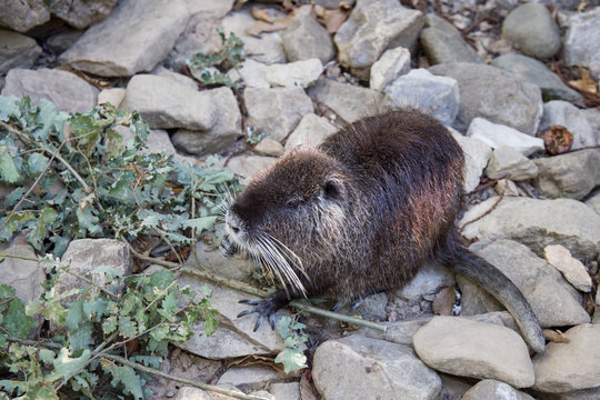 Lontra Images Browse 1,195 Stock Photos, Vectors, and Video Adobe Stock