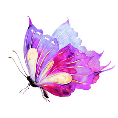 beautiful violet  butterfly, isolated  on a white,watercolor