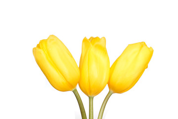 Three yellow tulips