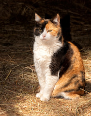Beautiful calico cat against dark background, spot lit by skylight - obrazy, fototapety, plakaty
