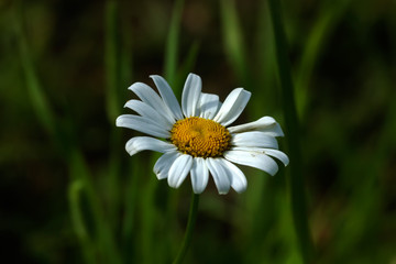 Obraz premium A chamomile flower growing on a summer meadow. 