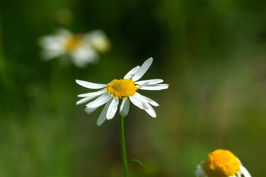 A chamomile flower growing on a summer meadow. 