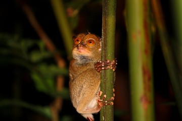 Western Tarsier (Tarsius bancanus) in Borneo, Malaysia - ニシメガネザル
