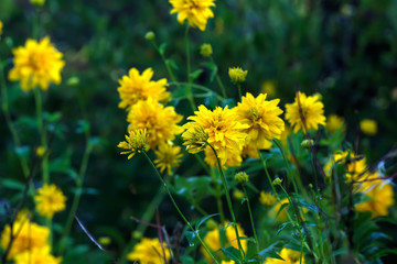 The flower of the rudbeckia growing in the summer garden. 