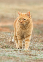 Naklejka na ściany i meble Ginger tabby cat walking towards the viewer outdoors