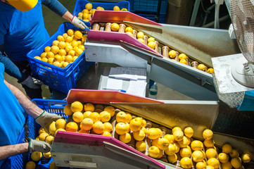 Primofiore lemons of the variety Femminello Siracusano during the manual packaging process in a modern production line