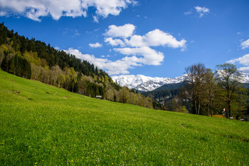 Fototapeta premium Idyllic landscape in the Alps with fresh green meadows and blooming flowers and snowcapped mountain tops in the background, Nationalpark Berchtesgadener Land, Bavaria, Germany
